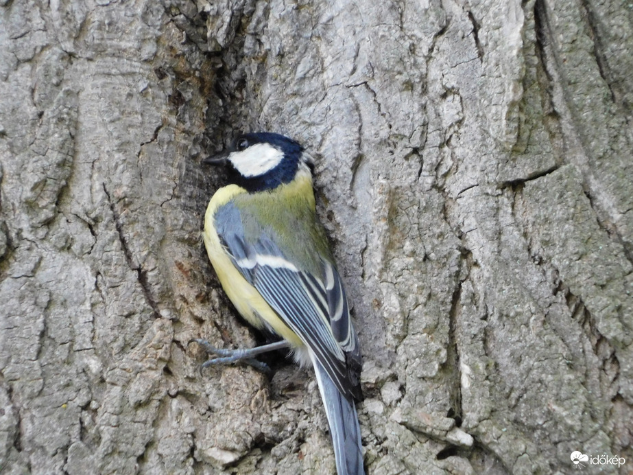 Cinegééknél is nagy a jövés-menés
