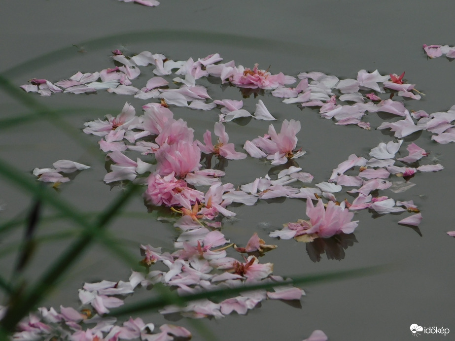 Víz hátán ringatózva