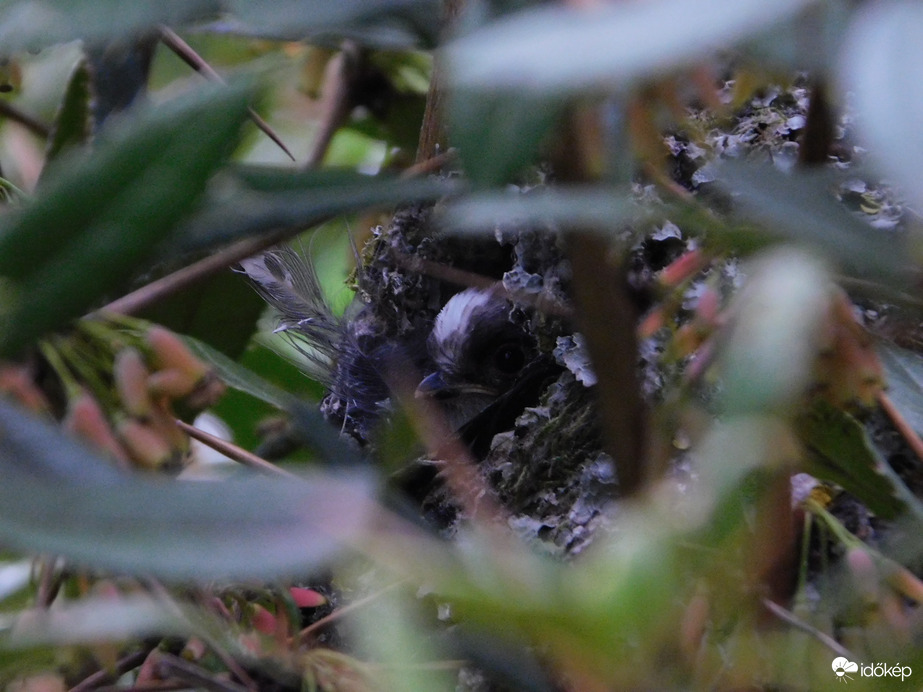 Már Őszapó formám van?