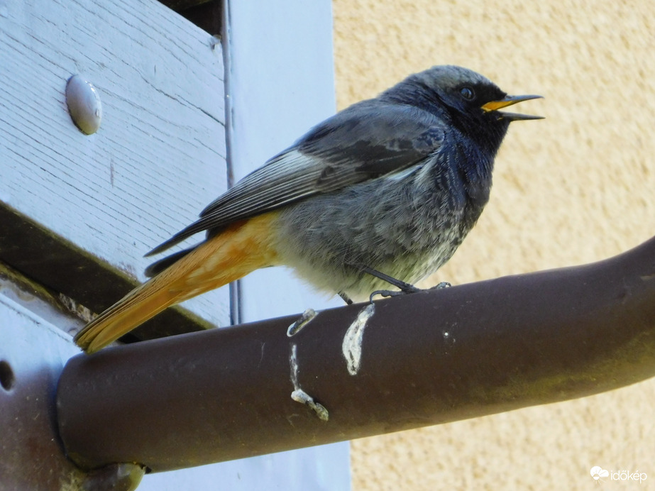 Ugye megbocsátasz, ha énekelek neked?