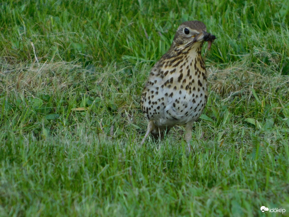 Az Énekes rigó is gyűjtöget