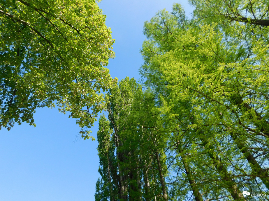 Amikor a lombok összeérnek