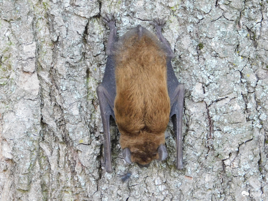 Denevér a fatörzsön