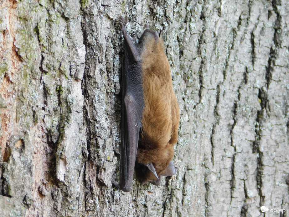 Denevér a fatörzsön