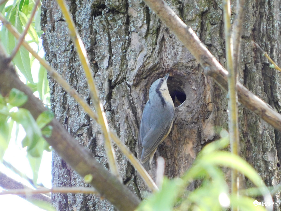 A fióka is kikukucskál
