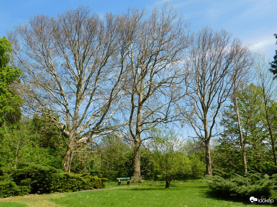 A Platánok még alszanak