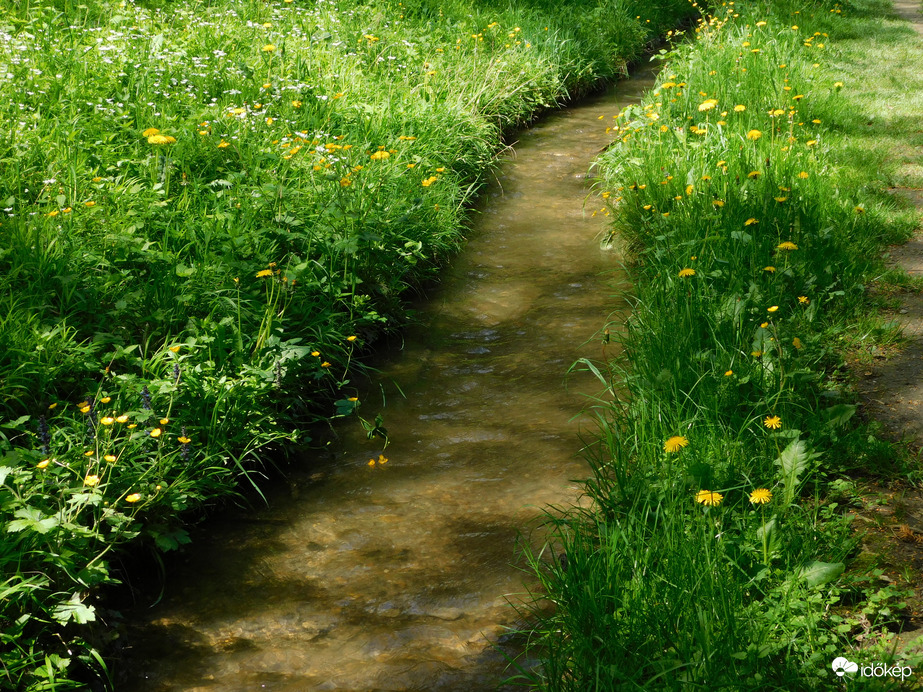 Vadvirágos patakpart