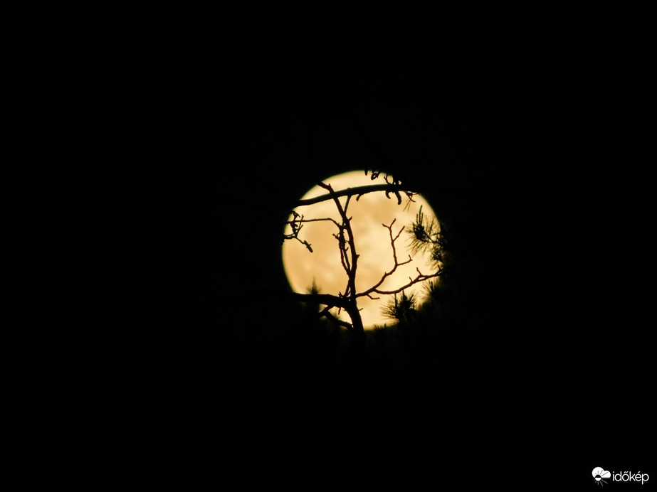 Telihold ágak takarásában 21:16