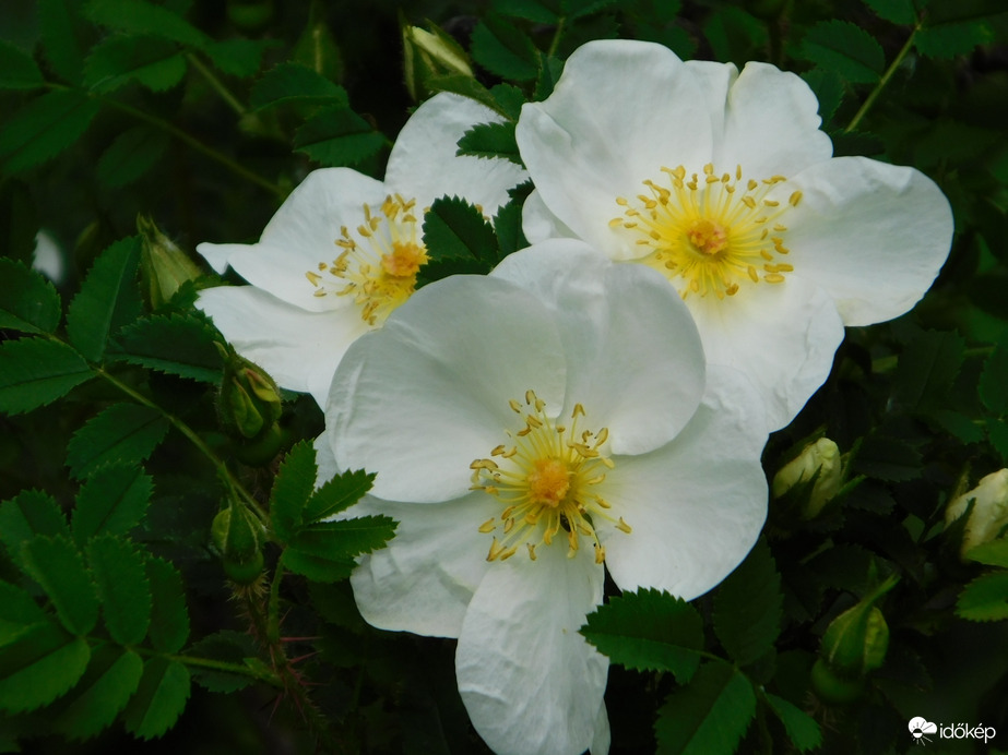 Virágzik a vadrózsa