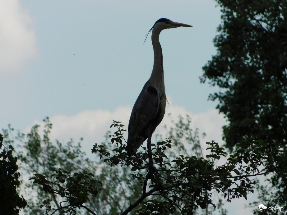 Szürke gém a faágon