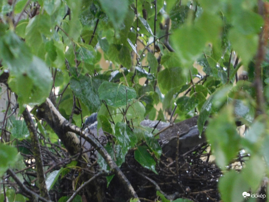 Örvöske a fészkén esőben