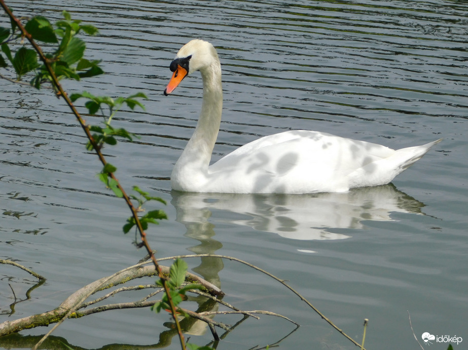 Hattyú árnyékkal és tükörképpel