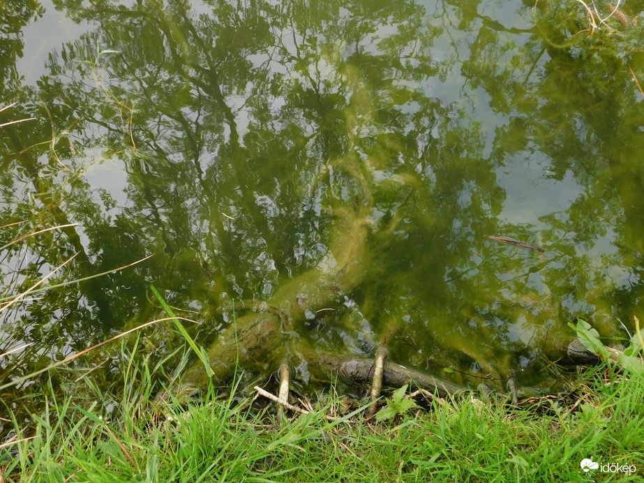 Fa gyökere a lomb tükörképével