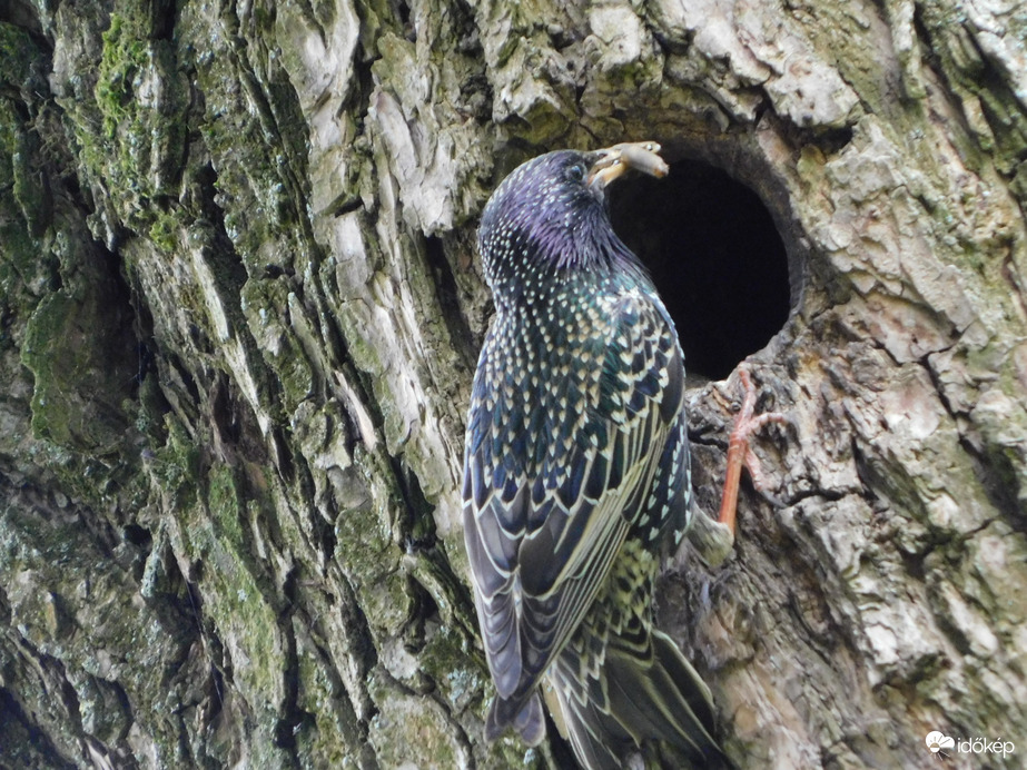 Hoztam finom falatot