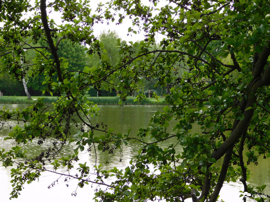 Kukucskálás ágak közül