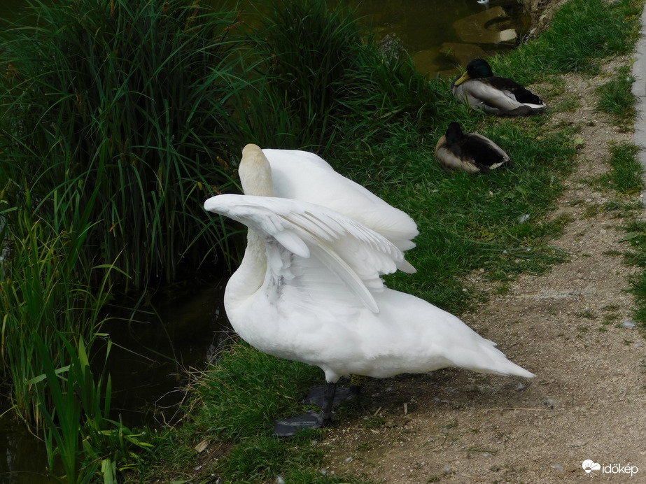 Ezt csináljátok utánam!