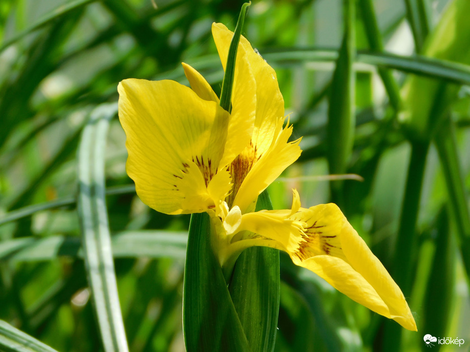 Sárga nőszirom a tó partján