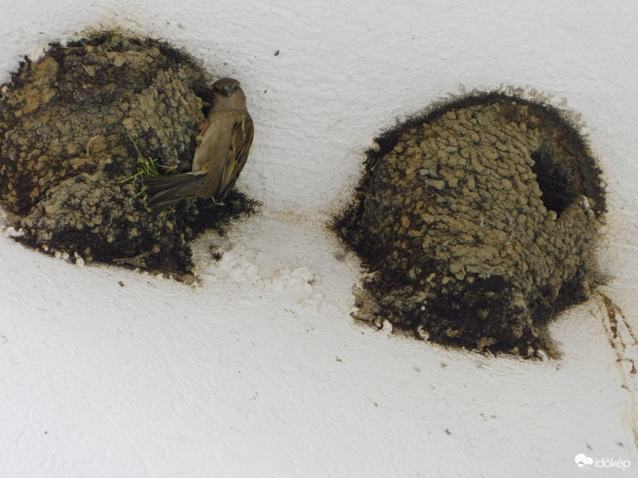 A veréb is foglalt magának