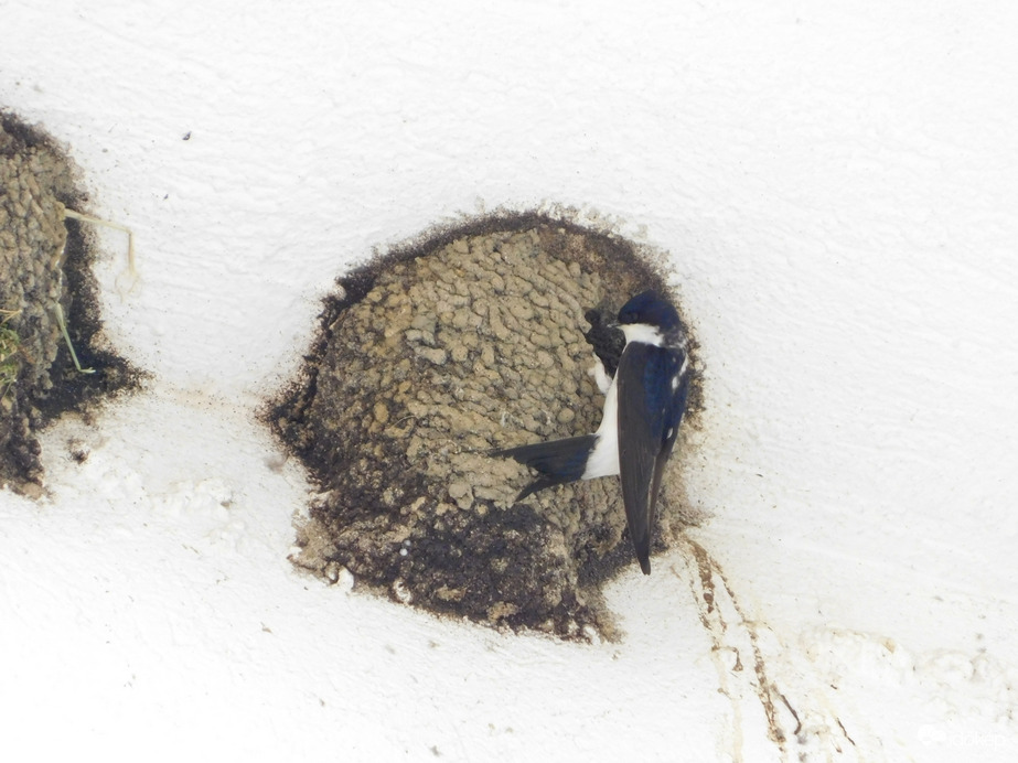 Fecske a fészeknél