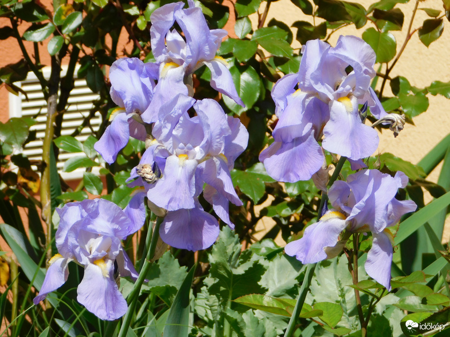 Napfényben fürdő íriszek