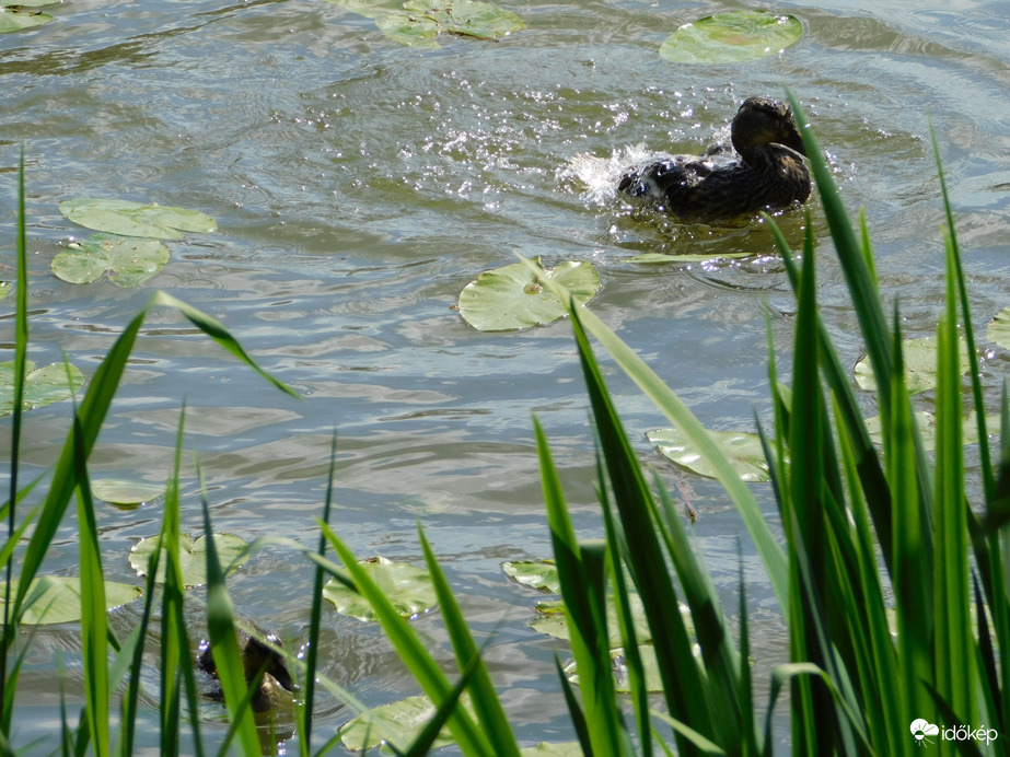 Fürdő tőkés réce fiókák