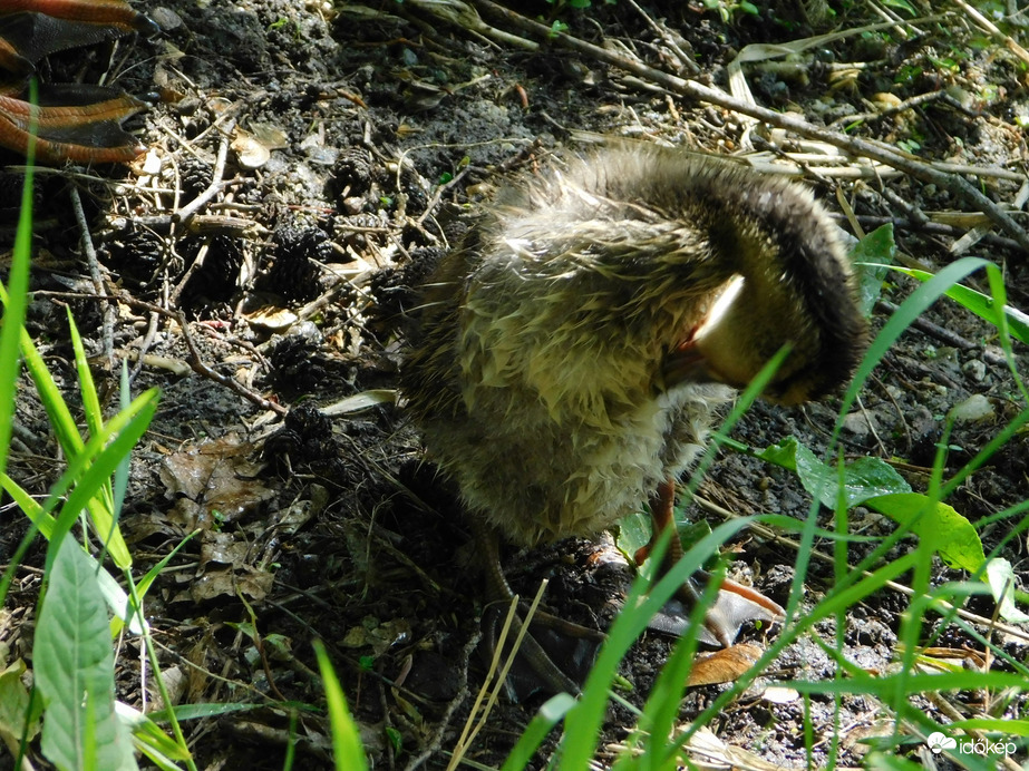 Tollászkodás úszás után