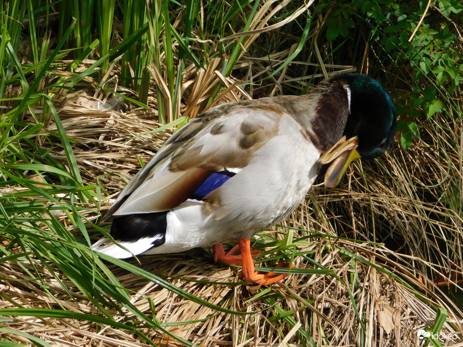Itt nyugodtan tollászkodhatok