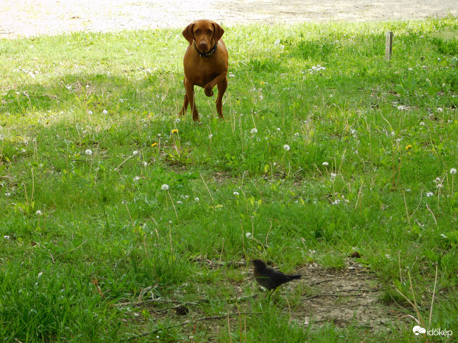 Csak kergetőzni szeretnék!