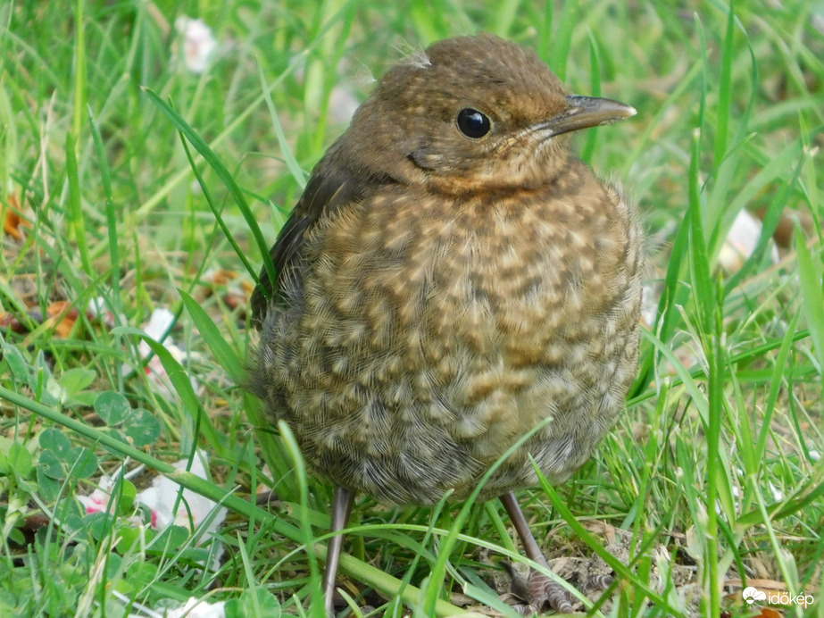 Nyugodtan maradok. Csak fotózz!