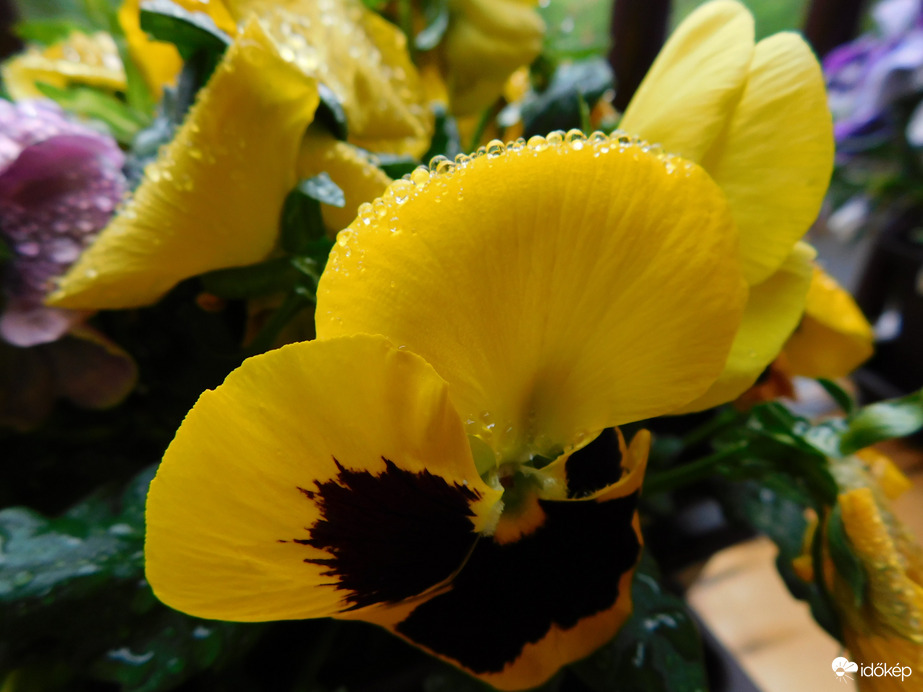 Gyöngyös pártában