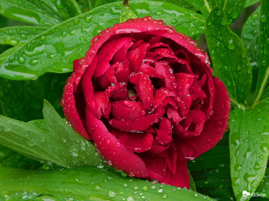 Bazsarózsa gyöngyökkel díszítve