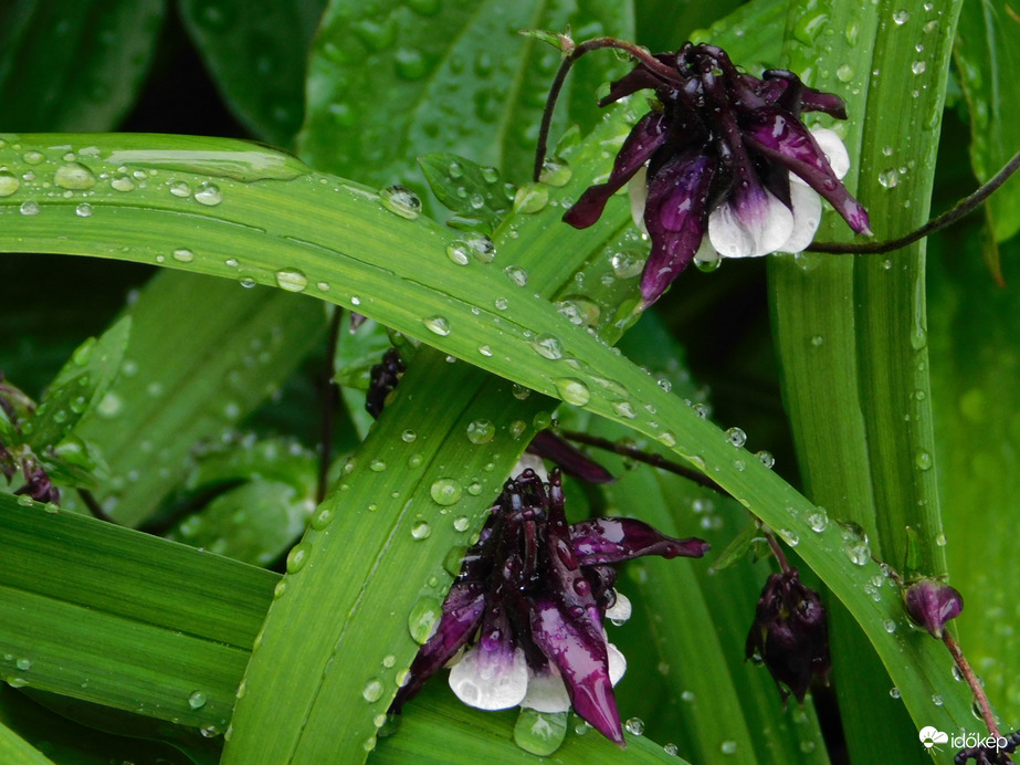 Gyöngyökkel díszítve