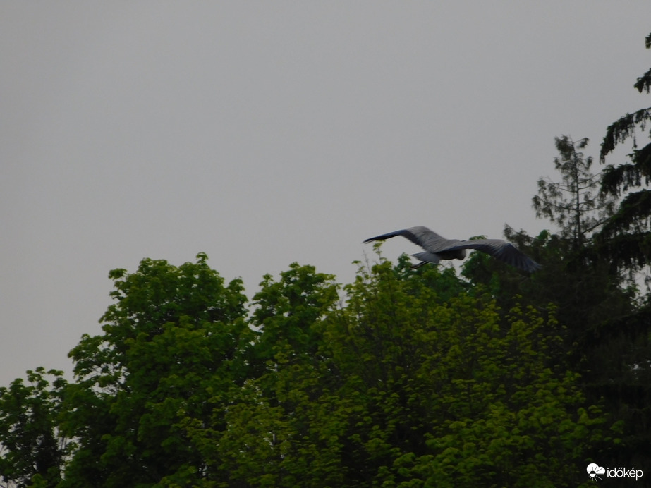 Szürke ég és Szürke gém