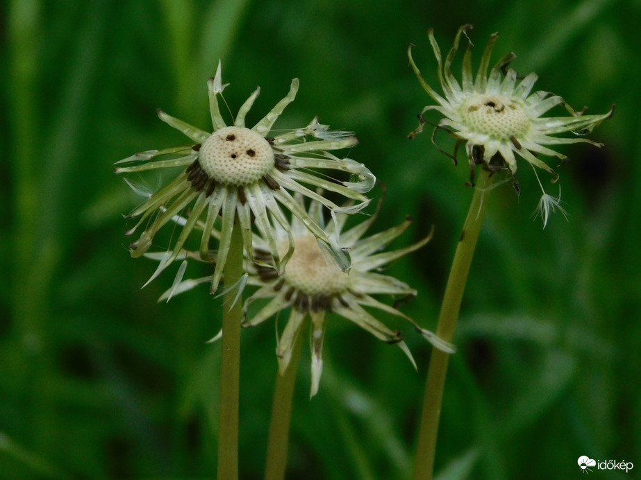 Pitypangok eső után