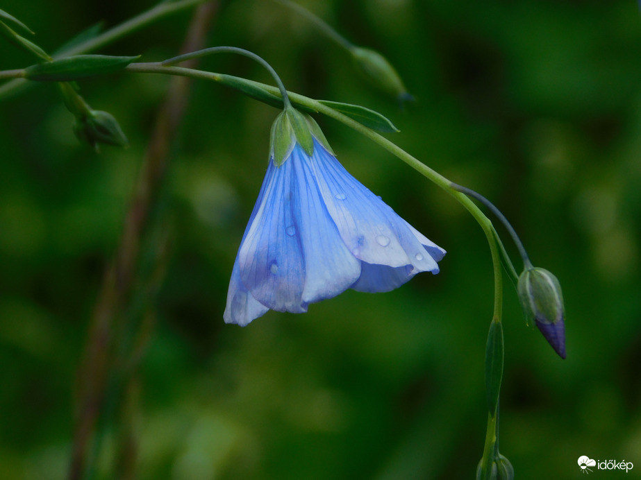 Fázik a len virága