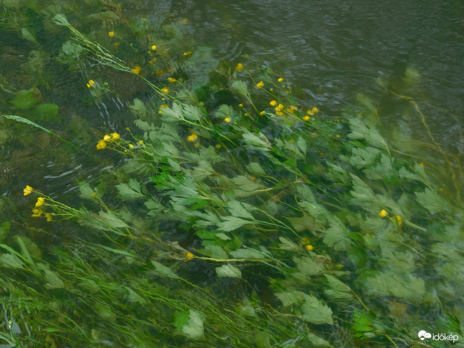 A virágokat is ellepte