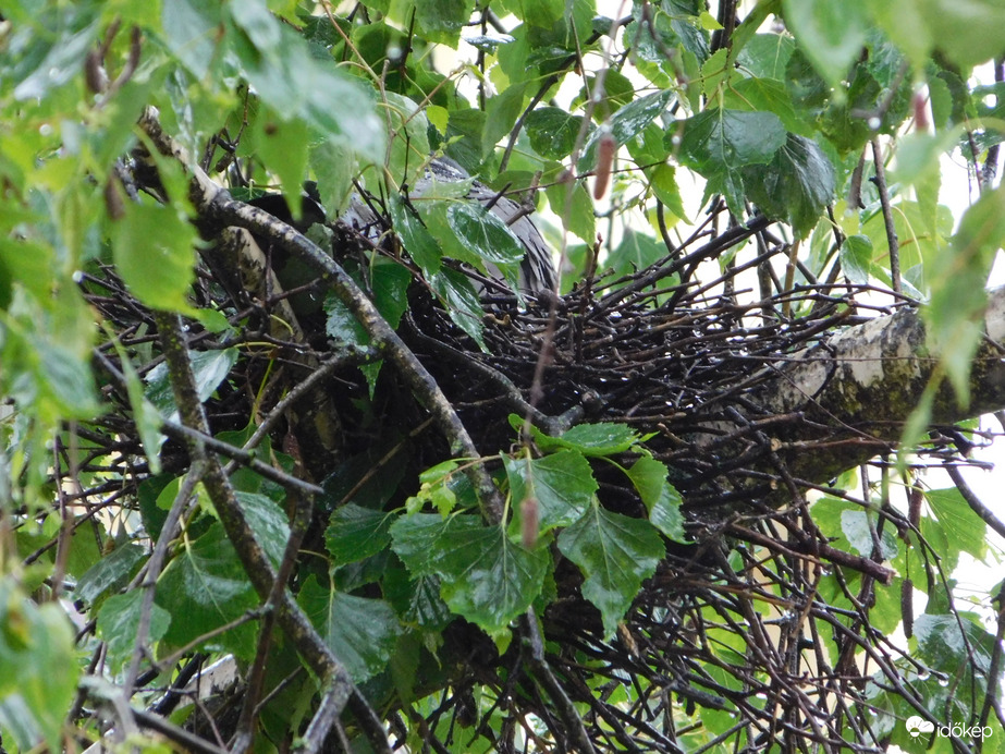 A fészken ülő szorgalmasan kitart