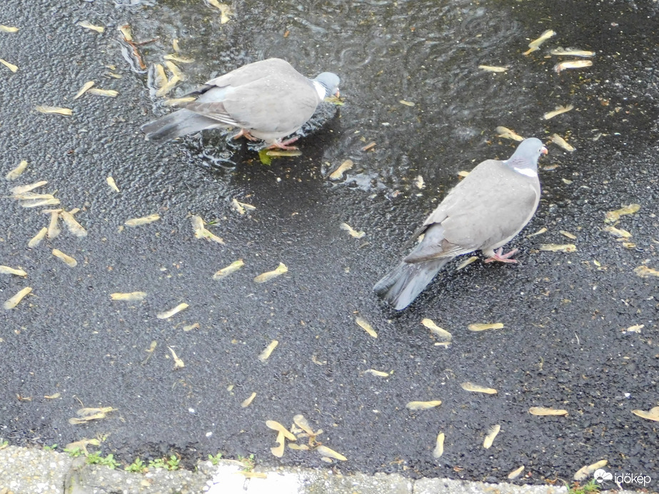 Örvösök gyűjtögetnek