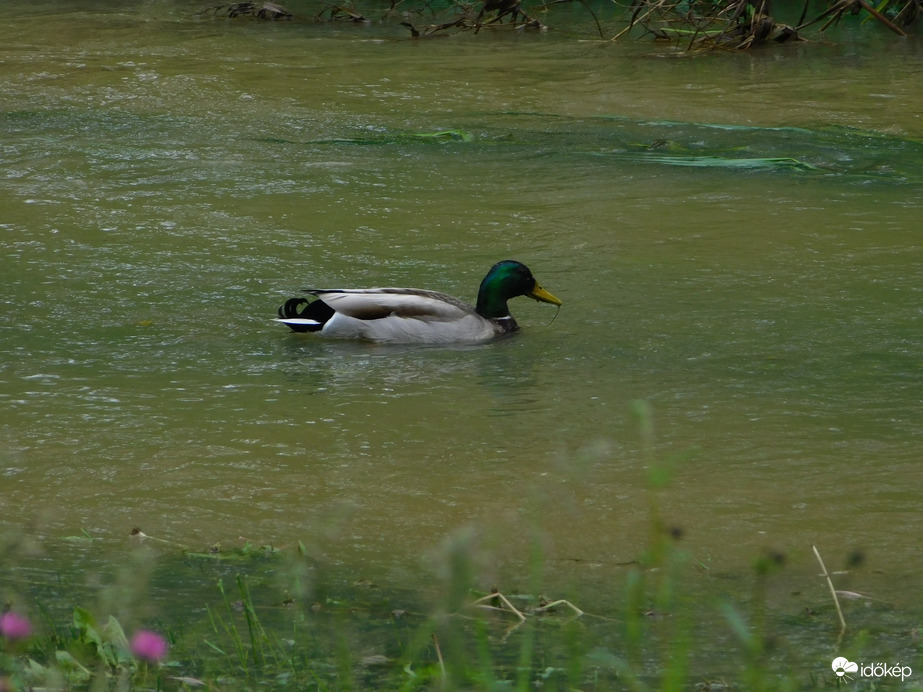 Úszás a megáradt Arany-patakban