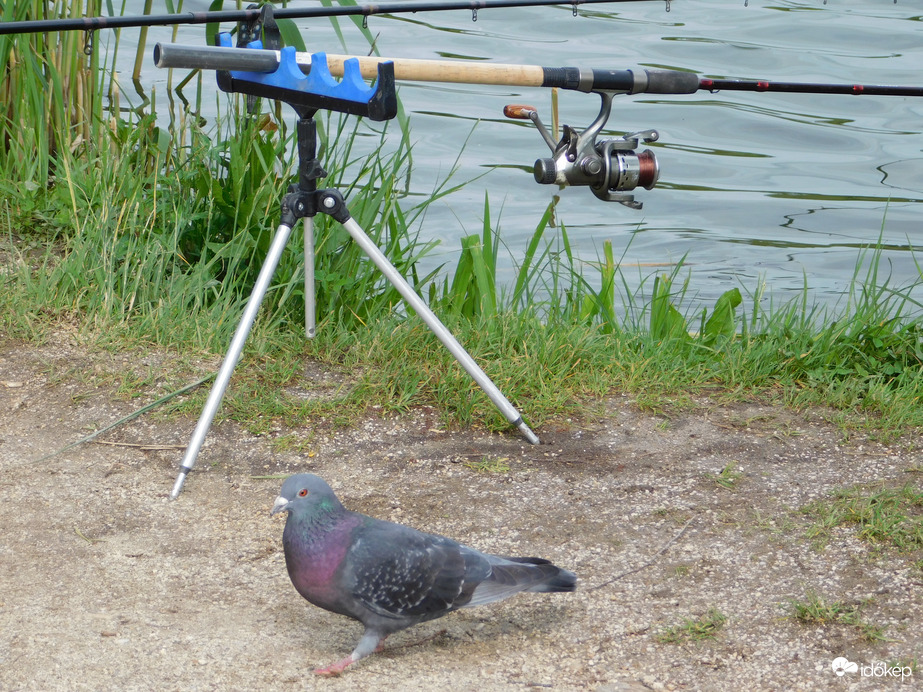 Új segédje akadt a horgásznak