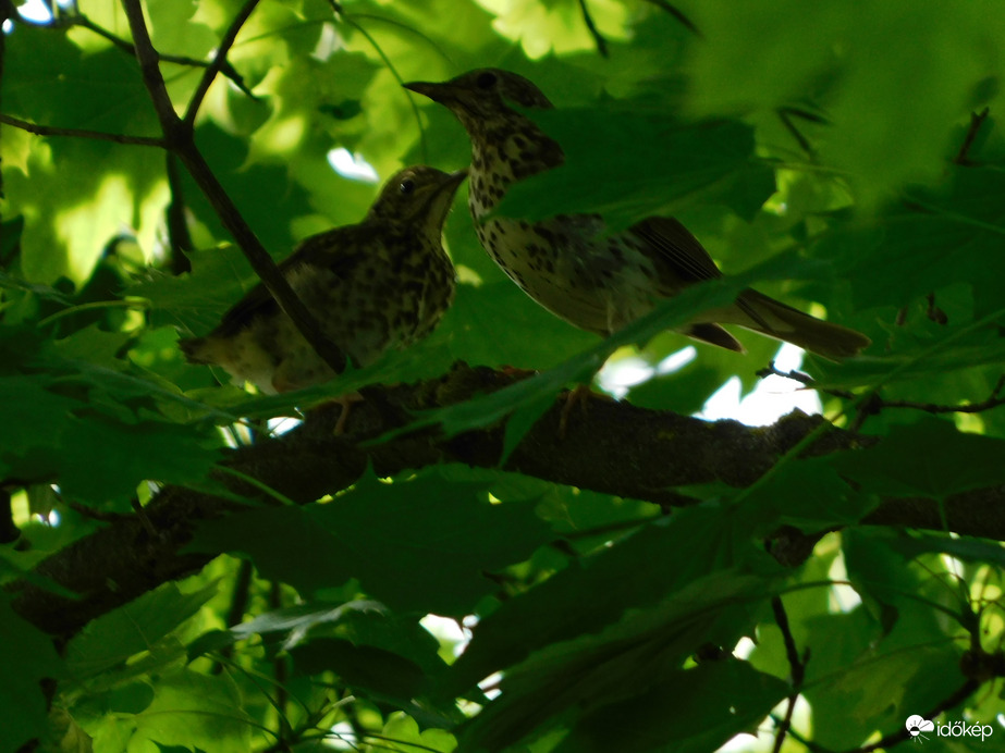 Énekes rigó és fiókája