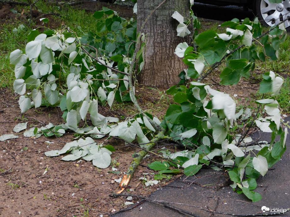 Letört faágak hevernek sokfelé