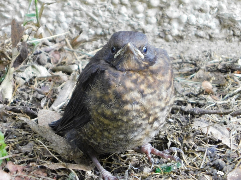 Fal tövében kuporgó