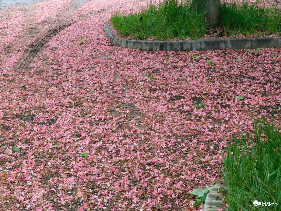 Gesztenyevirággal beborítva