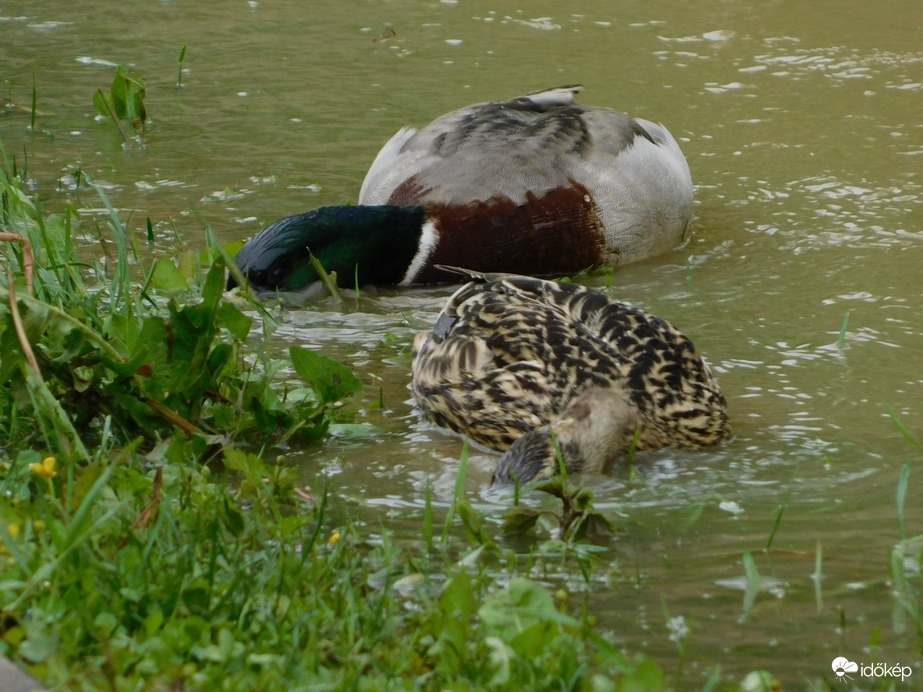 Élelmet keresgélők a megáradt patakban