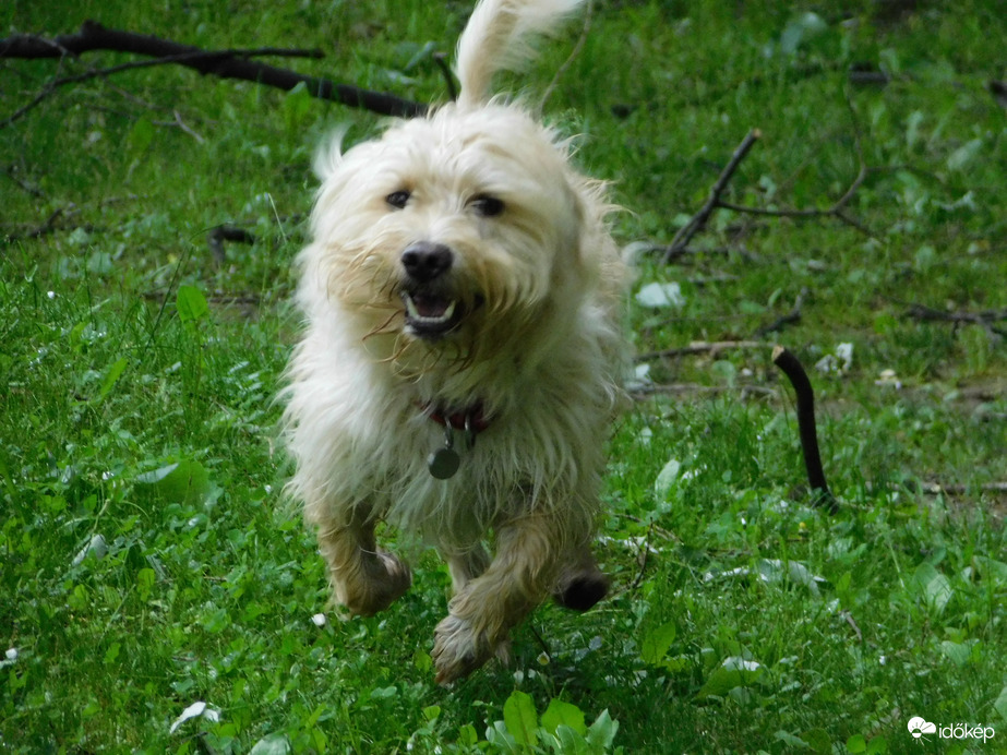 Vizes fűben futkározni öröm