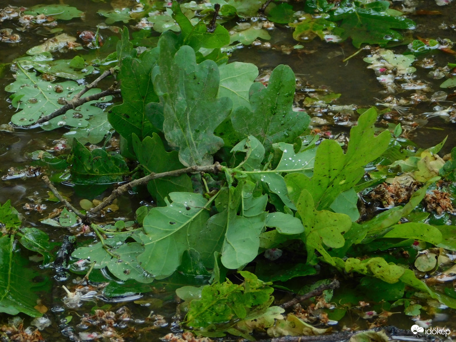 Az öreg tölgyfát is megtépázta