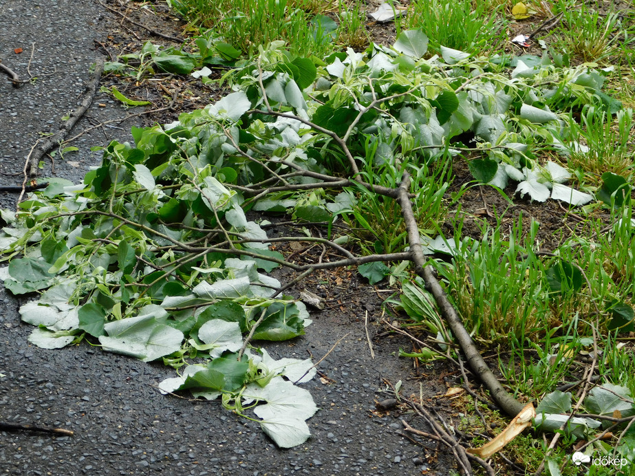 Letört faágak hevernek sokfelé