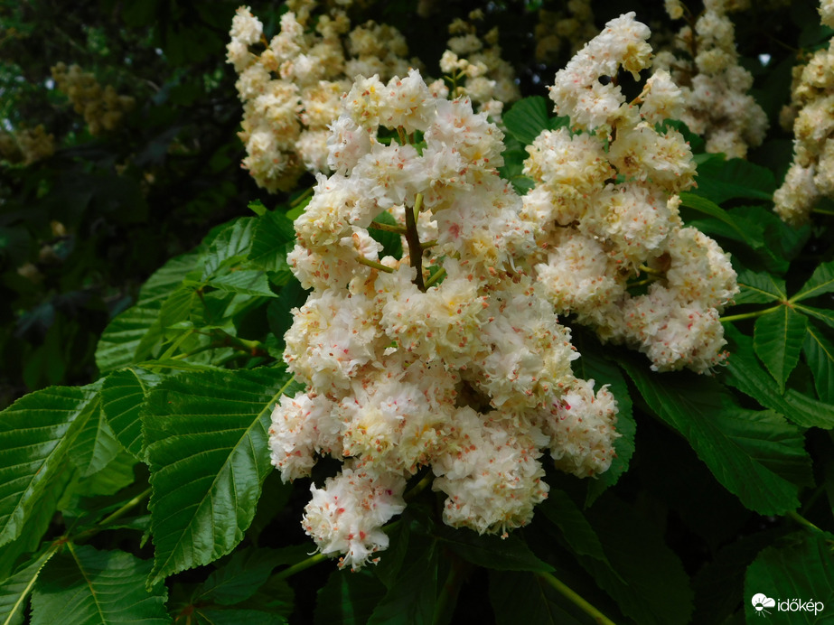 Telt virágú vadgesztenye virága