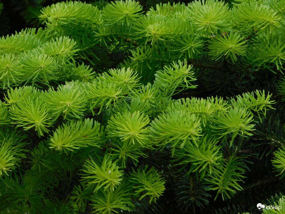 Megújult a fenyő